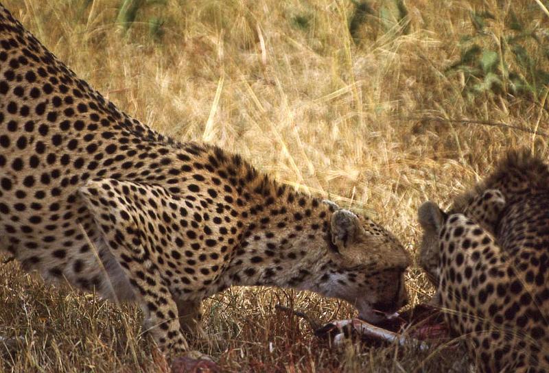 WT 1400 200-27 Kenya.jpg